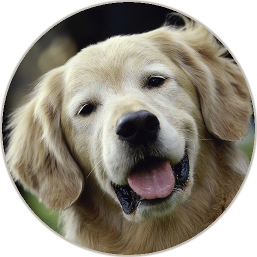 Animal sounds and Ringtone icon