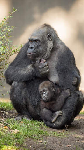 Gorilla Wallpaper screenshot 13