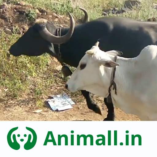 गाय भैंस खरीदें बेचें Animall 3.0.6.1