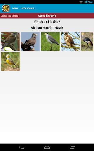 African Birds Sounds Free screenshot 14