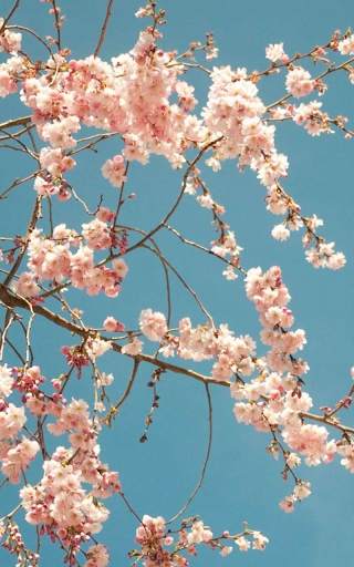 Sakura Live Wallpaper HD screenshot 7