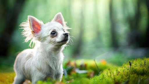 Chihuahua Wallpaper HD & 4k Backgrounds screenshot 20