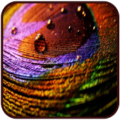 Wallpapers for iPhone 8 icon