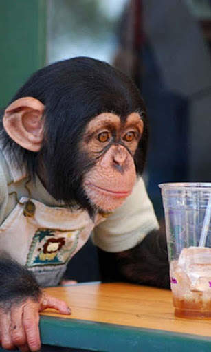 Talking Funny Monkey Free LWP screenshot 1