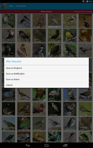 South American Birds Free स्क्रीनशॉट 23