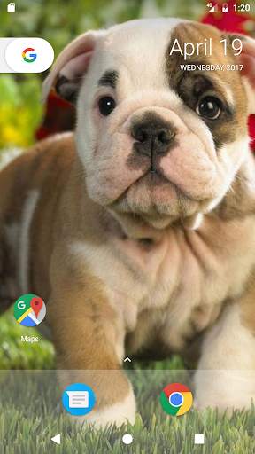 Pitbull Pup Wallpaper HD 2 تصوير الشاشة