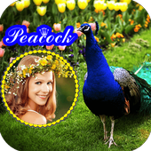 Peacock Photo Frames icon