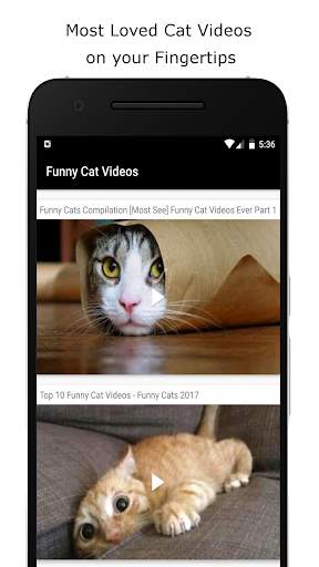 Funny Cat Videos screenshot 2