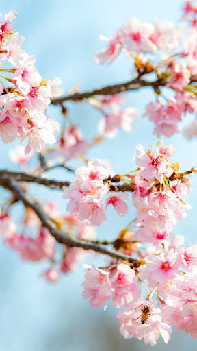 Beautiful Spring Wallpaper screenshot 14