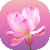 Flower Wallpapers and Backgrounds on 9Apps