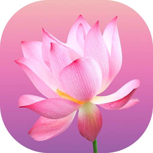 Flower Wallpapers and Backgrounds 5.0.0