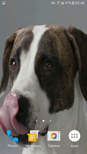 Cute Dog Video Live Wallpaper Free screenshot 1