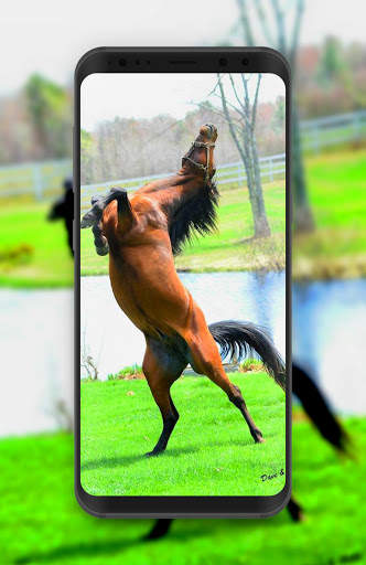Horse Wallpaper HD Offline screenshot 3