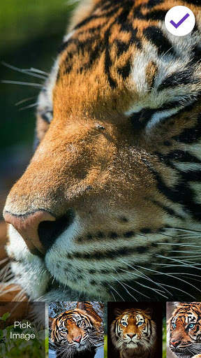 Tiger Screen Lock 2 تصوير الشاشة