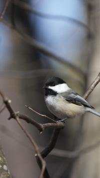 Birds Live Wallpapers स्क्रीनशॉट 4