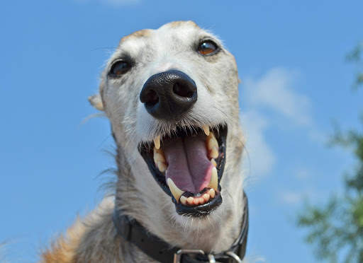 Dog Photo Frames screenshot 6
