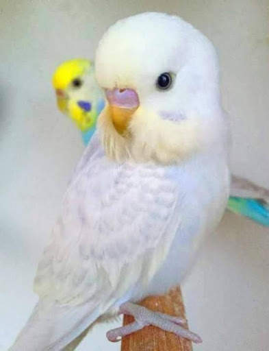 Pet Bird Care screenshot 2