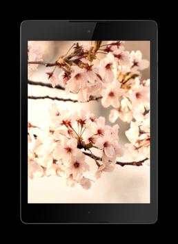 Sakura Live Video Wallpaper screenshot 3