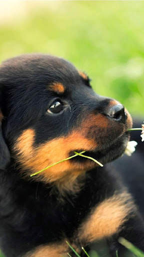 Rottweiler Wallpaper: Dog Wallpapers screenshot 14