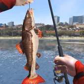 Shark Fishing Wild Catch 2019 - Fishing Simulator logo
