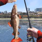 Shark Fishing Wild Catch 2019 - Fishing Simulator 1.01