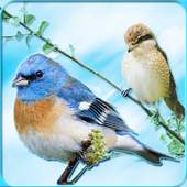 Bird Ringtones 2017 1.0