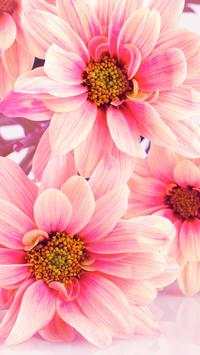 Flower Wallpapers screenshot 9