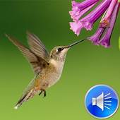 Hummingbird Sounds Ringtones 2.0