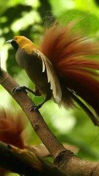 Beautiful Birds Wallpapers3 HD screenshot 12