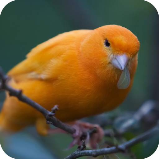 Birds Wallpaper 1.04