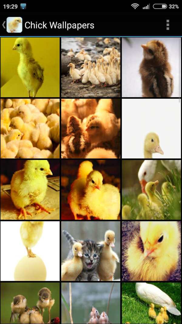 Chick Wallpapers 1 تصوير الشاشة