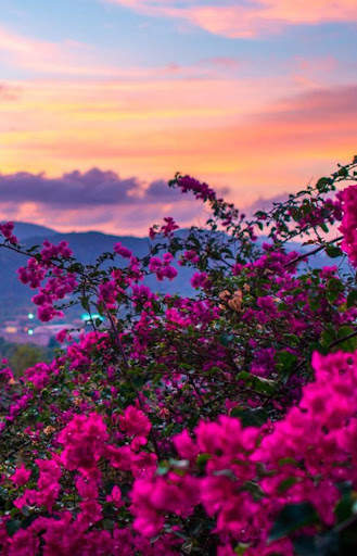 Beautiful Spring Wallpaper screenshot 8
