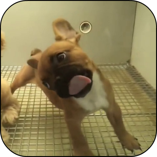 Cute puppy licks glass LWP icon
