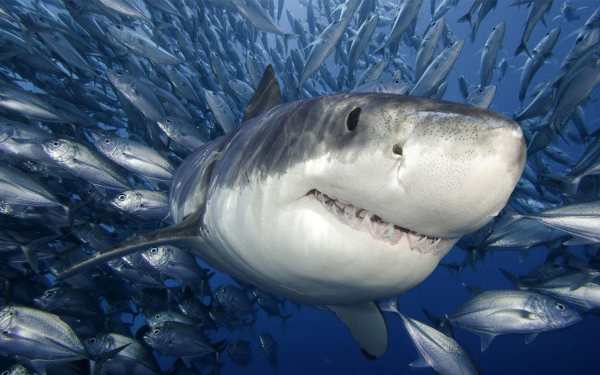 Shark Live Wallpaper скриншот 7