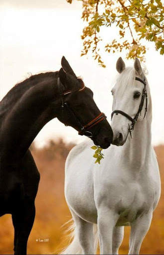Horse  live wallpaper screenshot 2