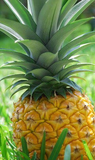 Pineapple Wallpaper screenshot 3