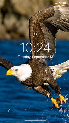 Eagle Wallpaper screenshot 8