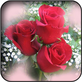 White roses wallpapers icon