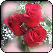 White roses wallpapers 26