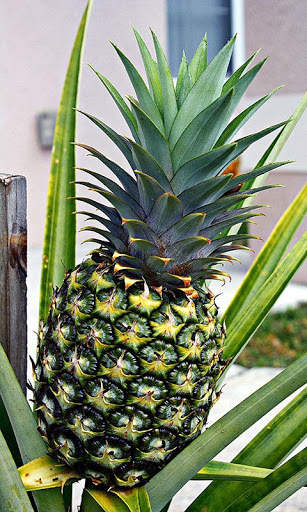 Pineapple Wallpaper screenshot 5