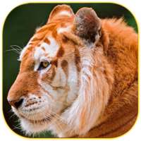 HD Animals Wallpapers