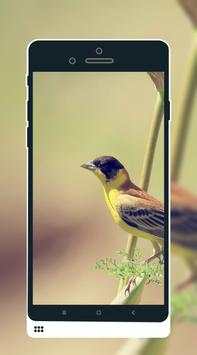Bird Wallpaper screenshot 2