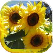 Sunflower Magic live wallpaper 1.0