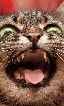 Funny Cats Jigsaw Puzzles screenshot 3