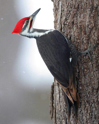 Appp.io - Woodpecker bird sounds screenshot 1