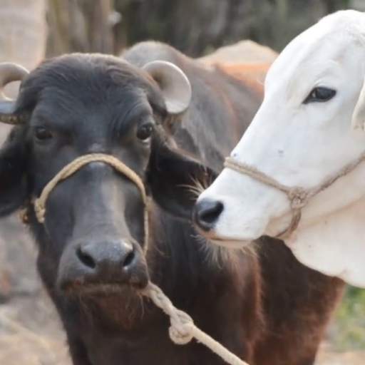 Pashumela: पशुमेला ऐप भैंस गाय FREE pashu mela 1.5.1