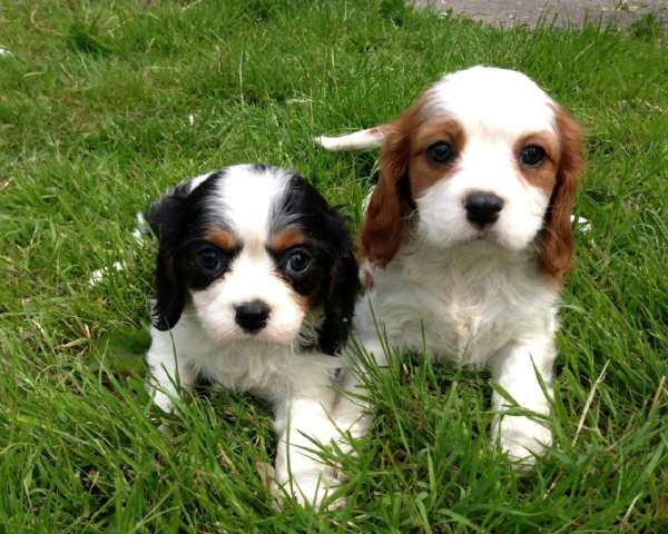Cavalier King Spaniel Jigsaw screenshot 5
