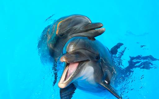 Dolphin Wallpapers HD (backgrounds & themes) screenshot 12