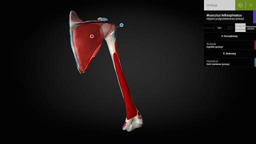 Anatomyka - Anatomia 3D screenshot 14