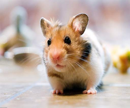 Hamster Live Wallpaper screenshot 3